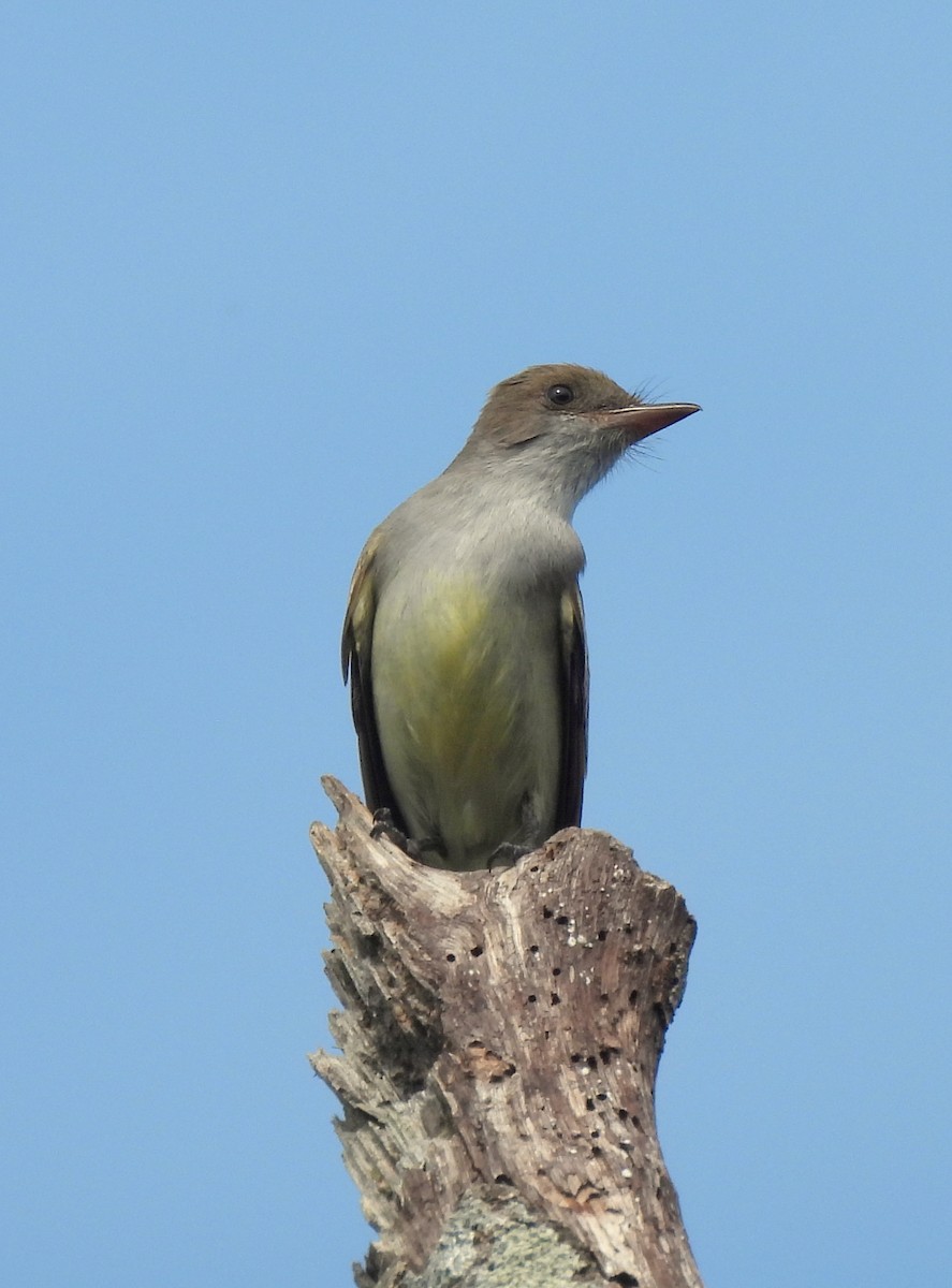 Copetón de Swainson - ML646686981