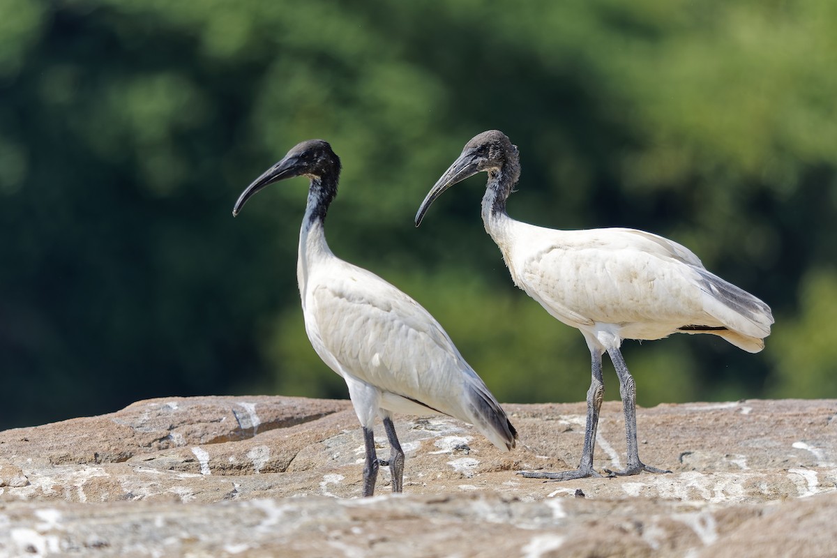 Ibis Oriental - ML646686982