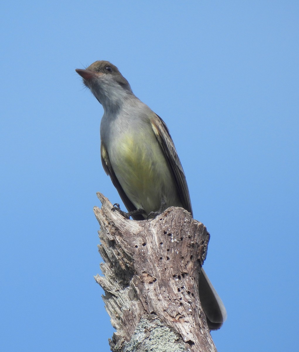 Copetón de Swainson - ML646686983