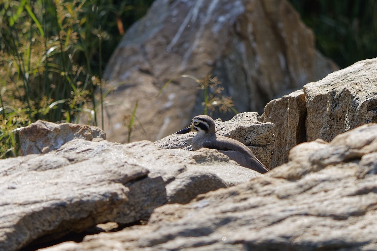 Alcaraván Piquigrueso Indio - ML646686984