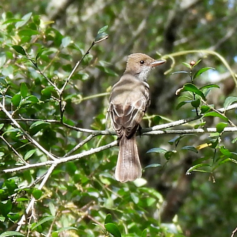 Copetón de Swainson - ML646686985