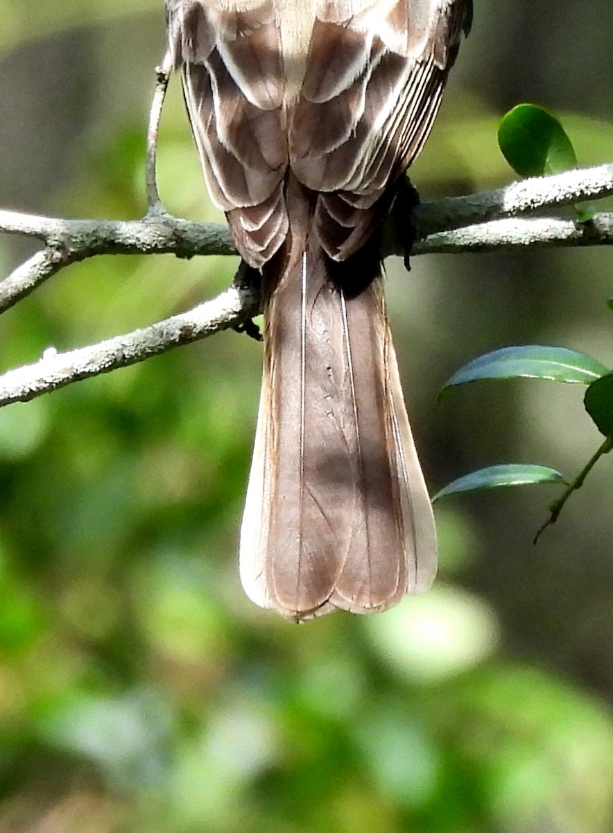Copetón de Swainson - ML646686986