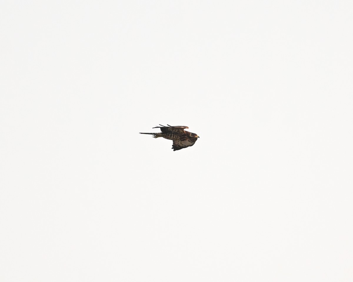 Abejero Oriental - ML646686989