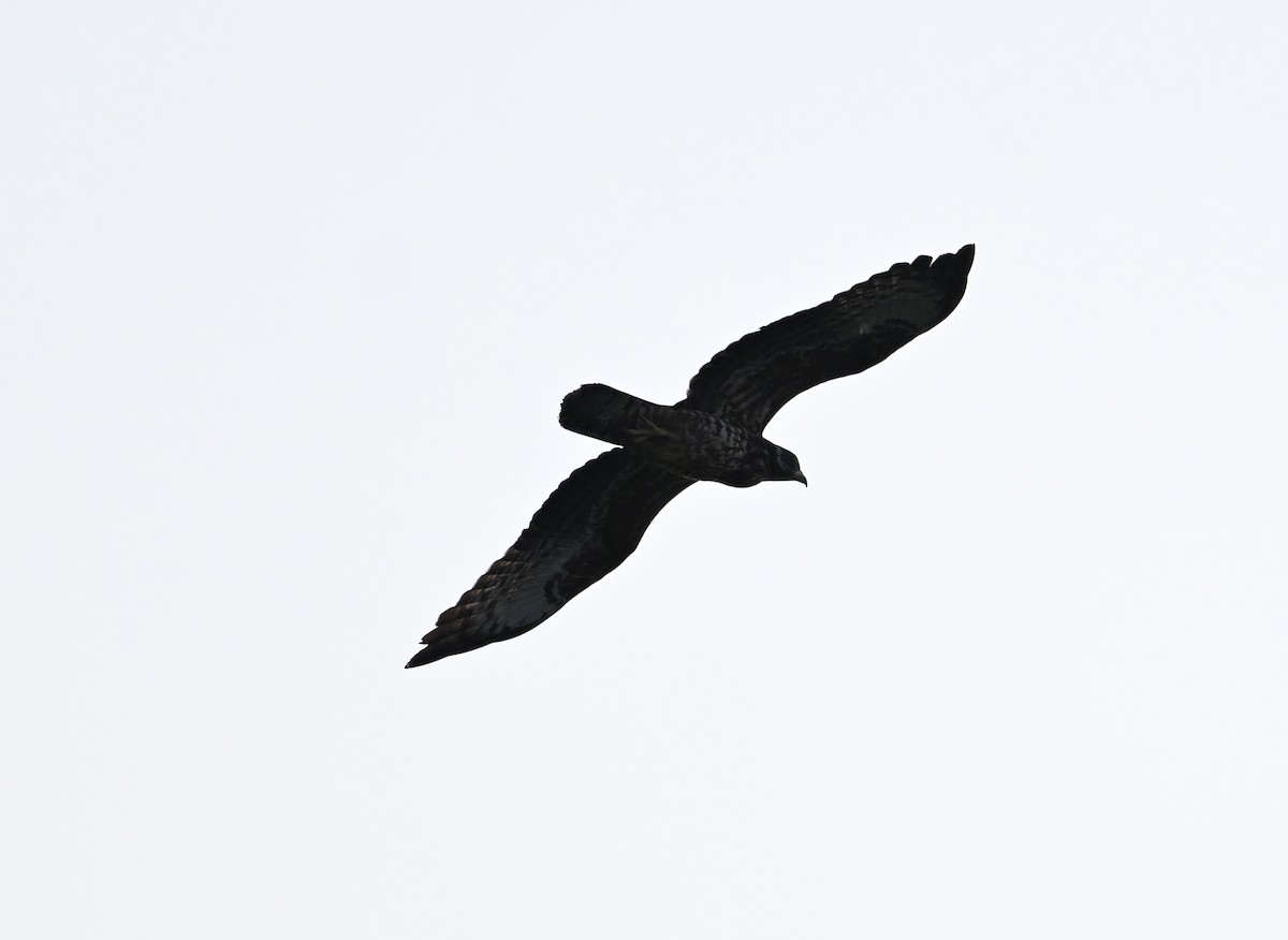 Abejero Oriental - ML646686990