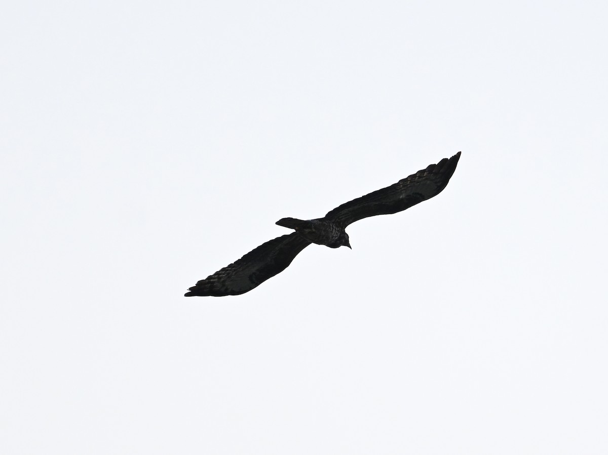 Abejero Oriental - ML646686991