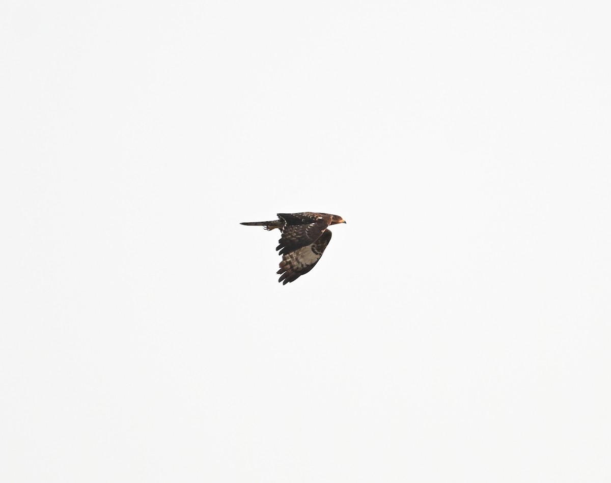 Abejero Oriental - ML646686992