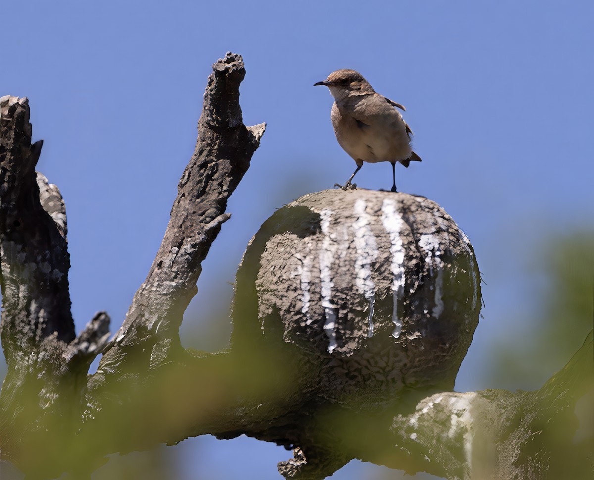 Hornero Común - ML646686994