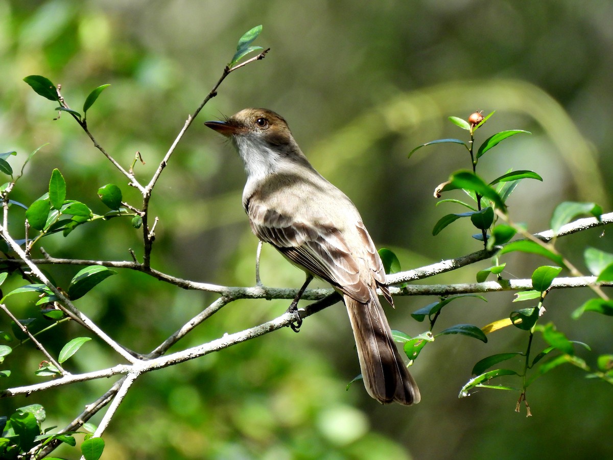 Copetón de Swainson - ML646686995