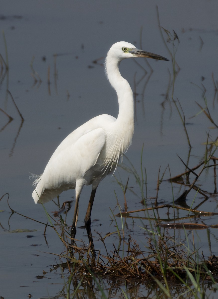 Little Egret - ML646686996