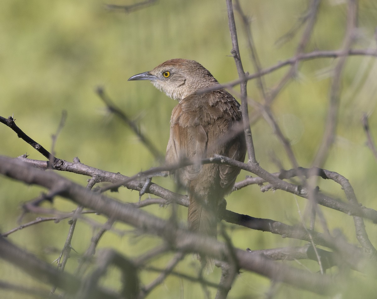 Espinero Pechirrayado - ML646686997