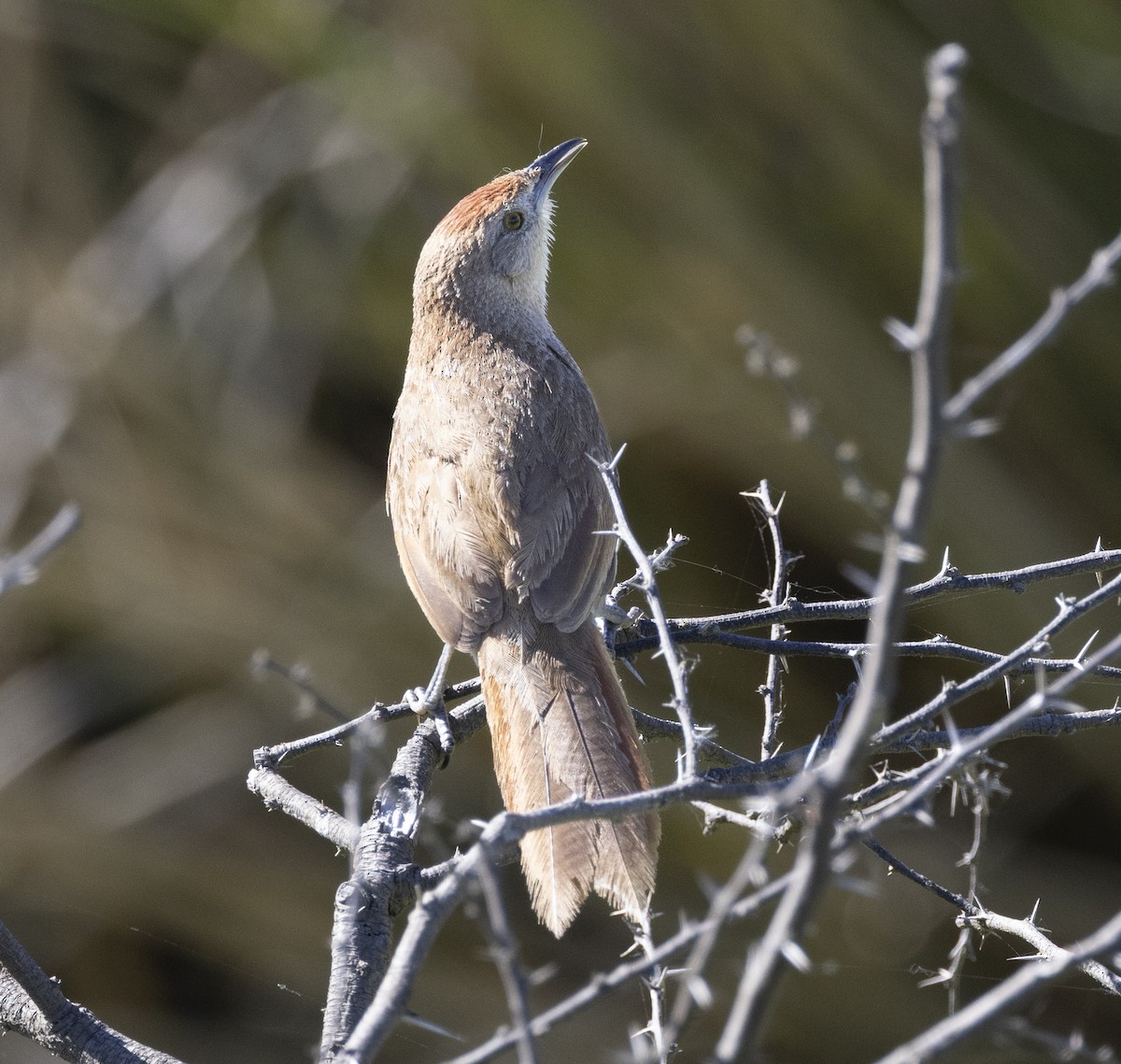 Espinero Pechirrayado - ML646686998