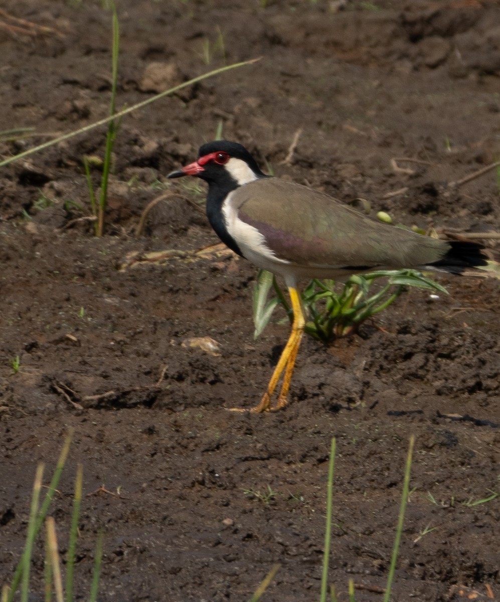 Red-wattled Lapwing - ML646687000