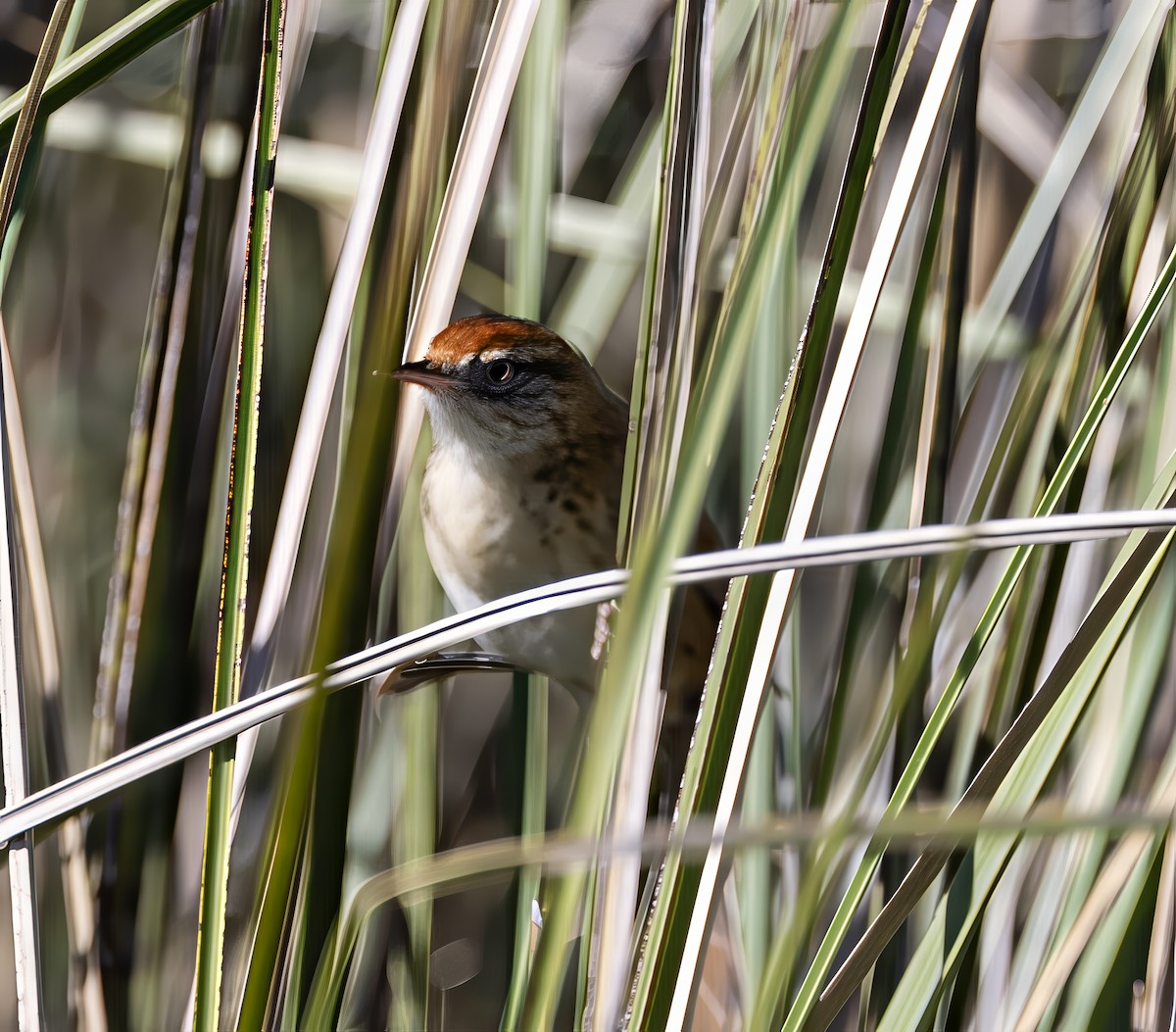 Крапивниковая иглохвостка - ML646687001