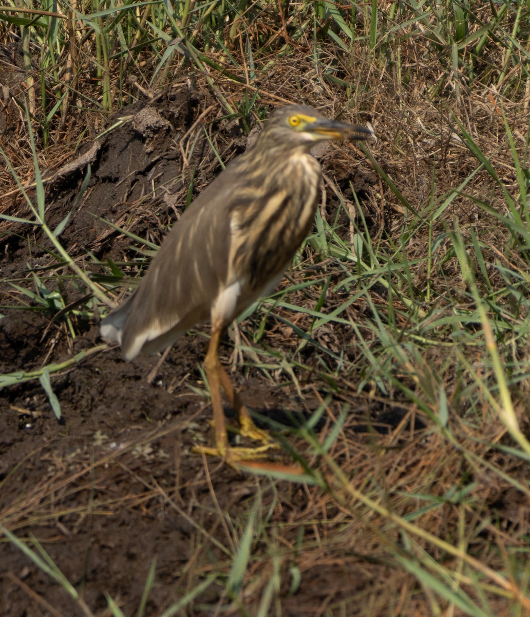 Indian Pond-Heron - ML646687003