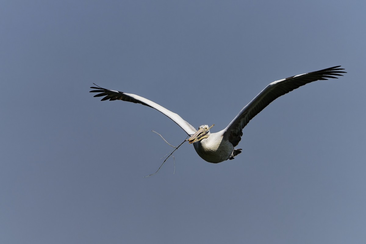 Pelikano tantoduna - ML646687068