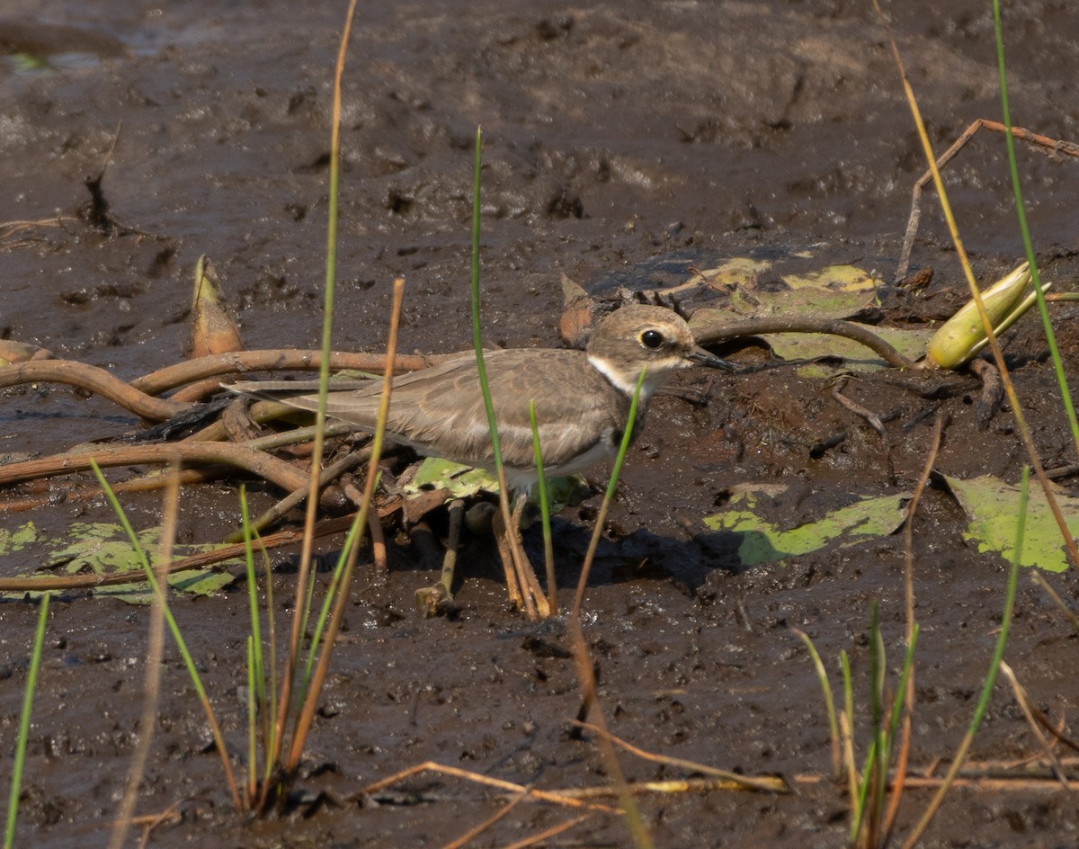 Little Ringed Plover - ML646687120