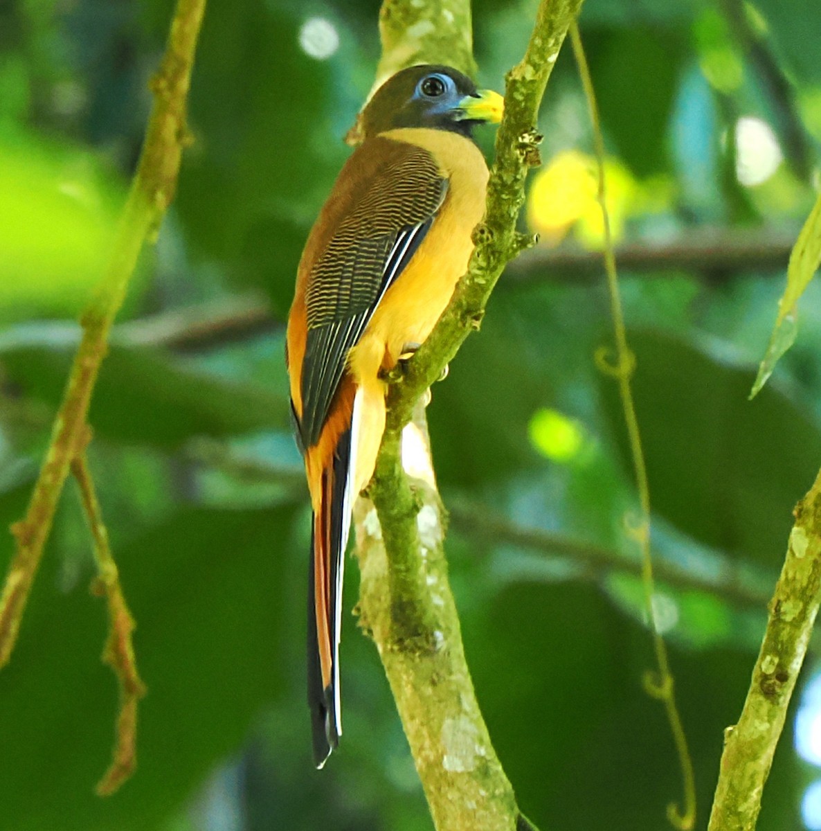 Philippine Trogon - ML646687189