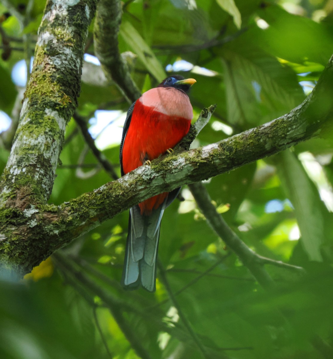 Philippine Trogon - ML646687190