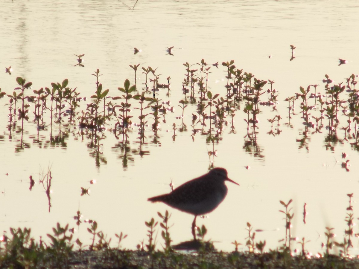 Wood Sandpiper - ML646687194