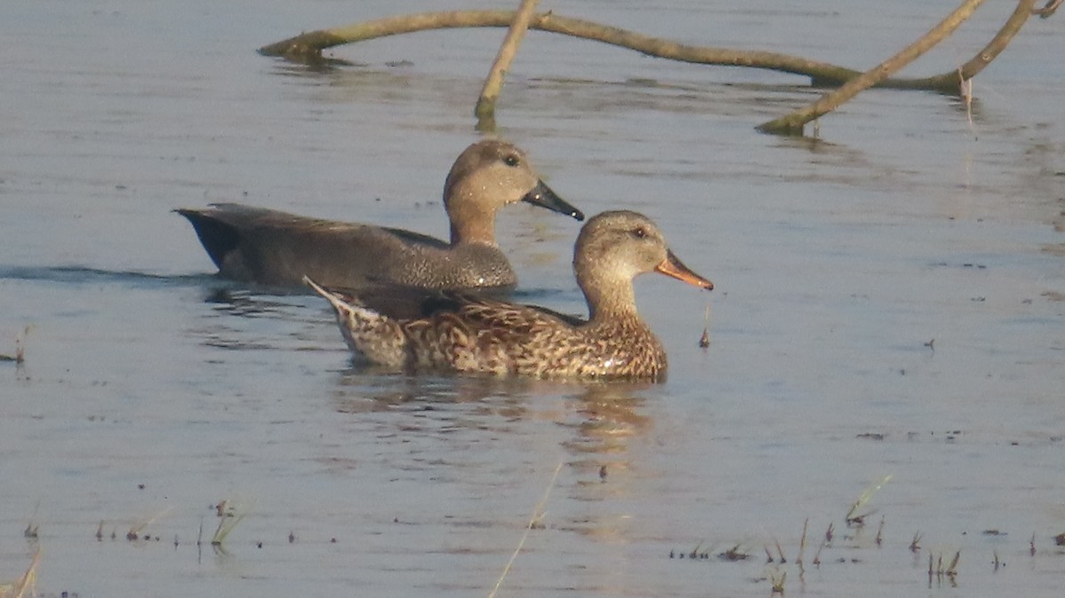 Schnatterente - ML646687195