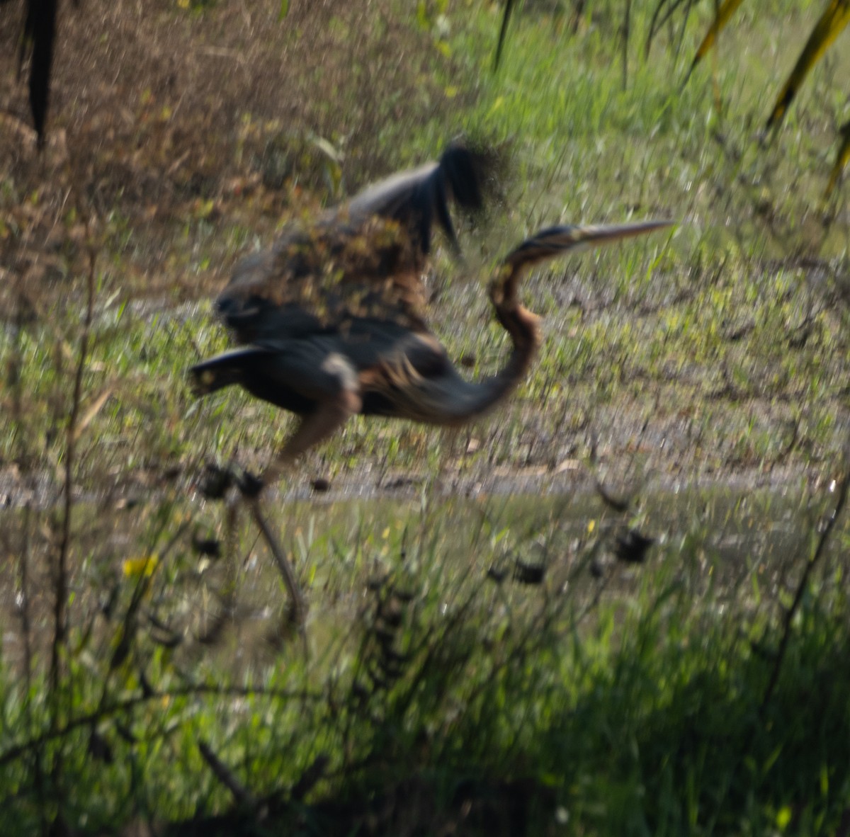 Purple Heron - ML646687201