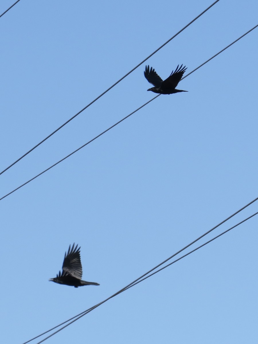 עורב שחור - ML646687202