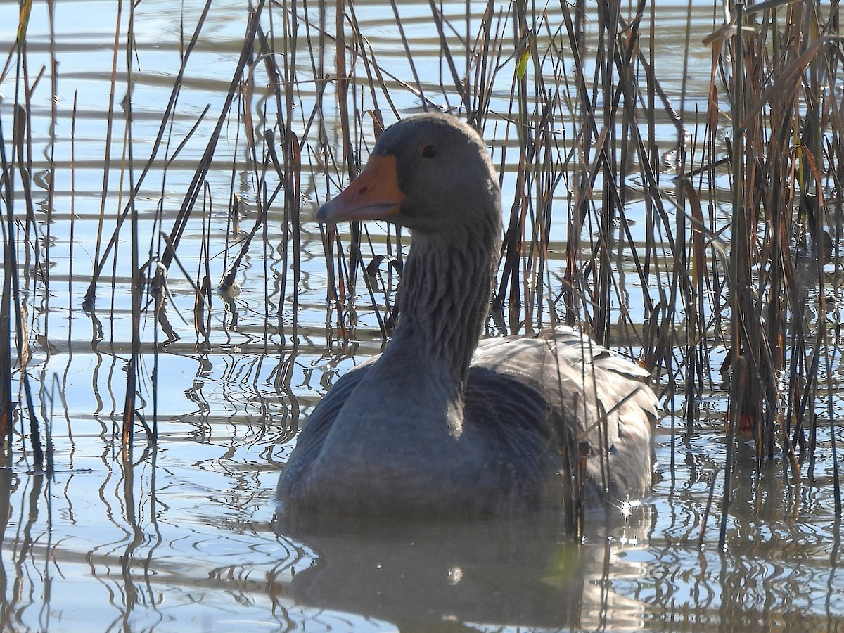 ハイイロガン - ML646687204