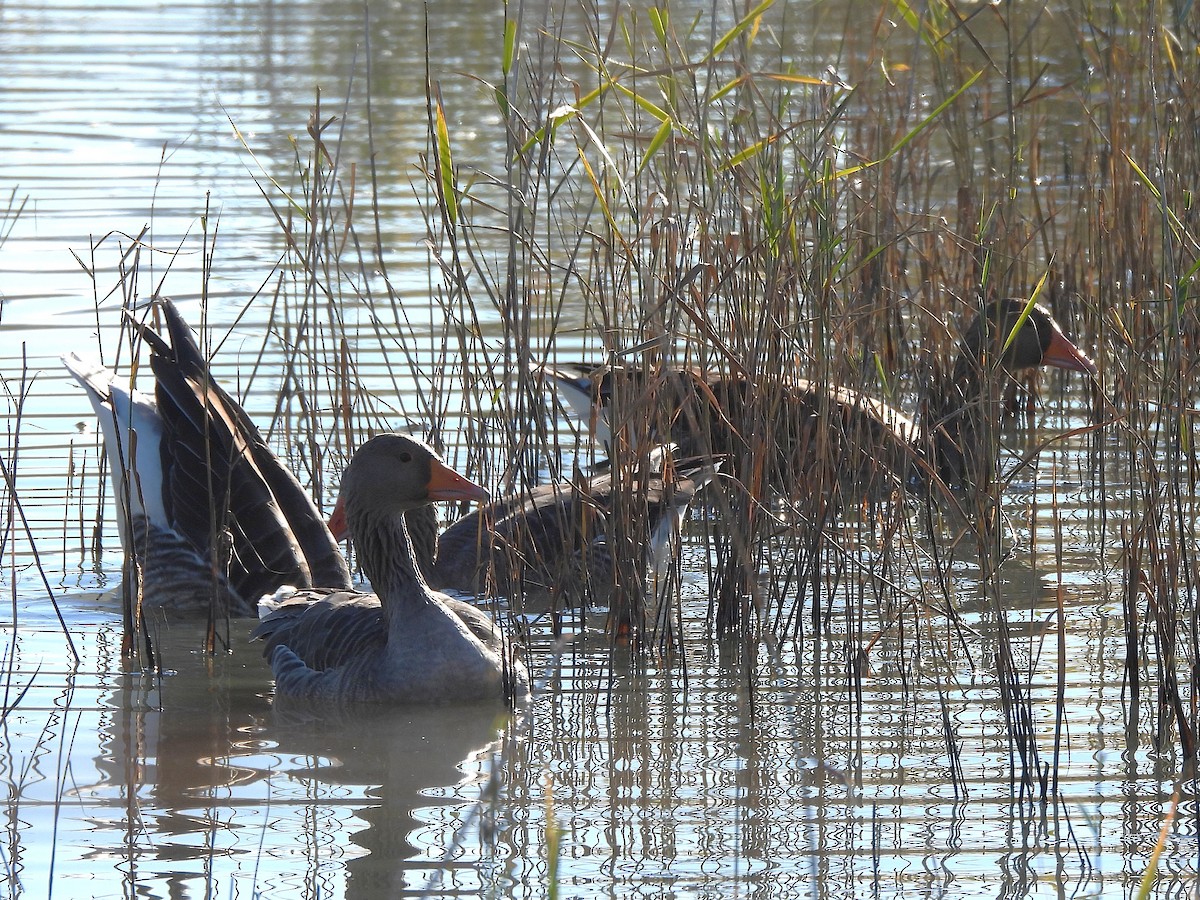 ハイイロガン - ML646687205