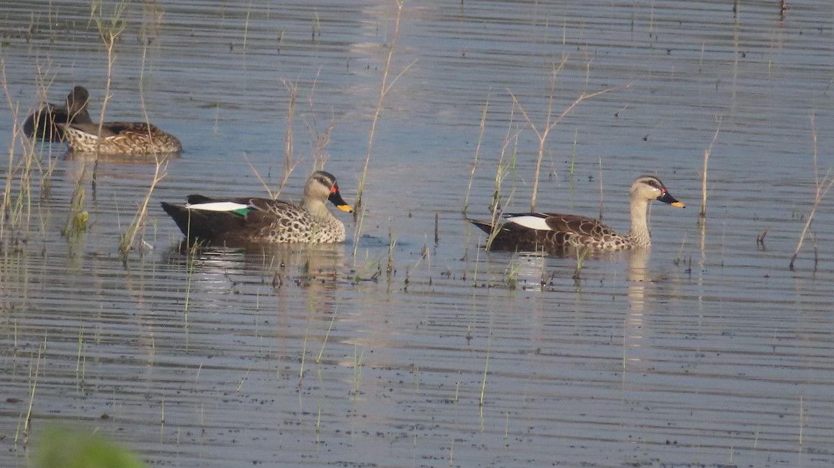 Indien-Fleckschnabelente - ML646687206