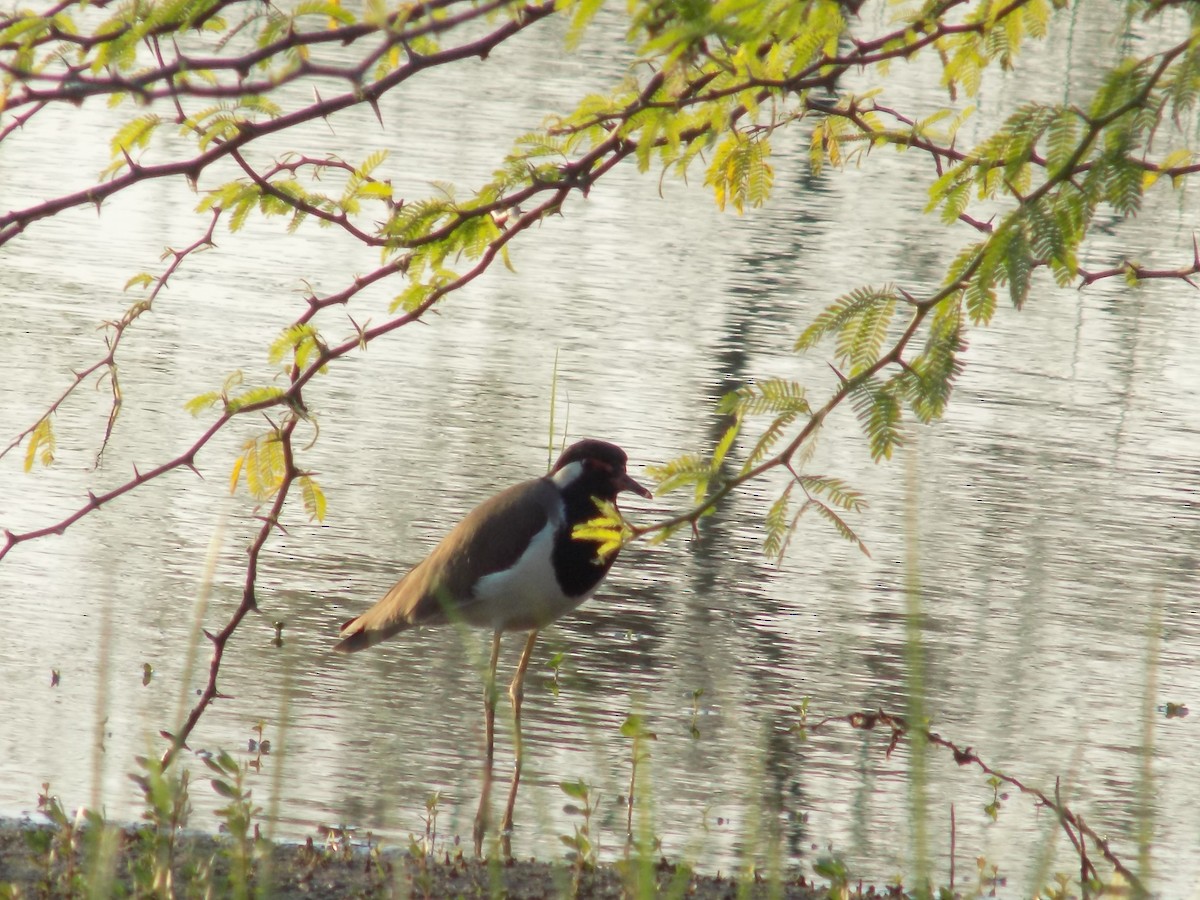 Red-wattled Lapwing - ML646687208