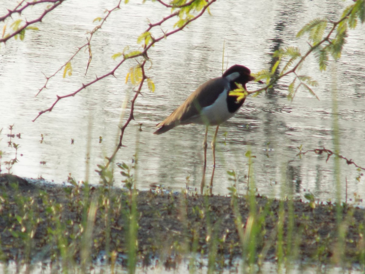 Red-wattled Lapwing - ML646687209