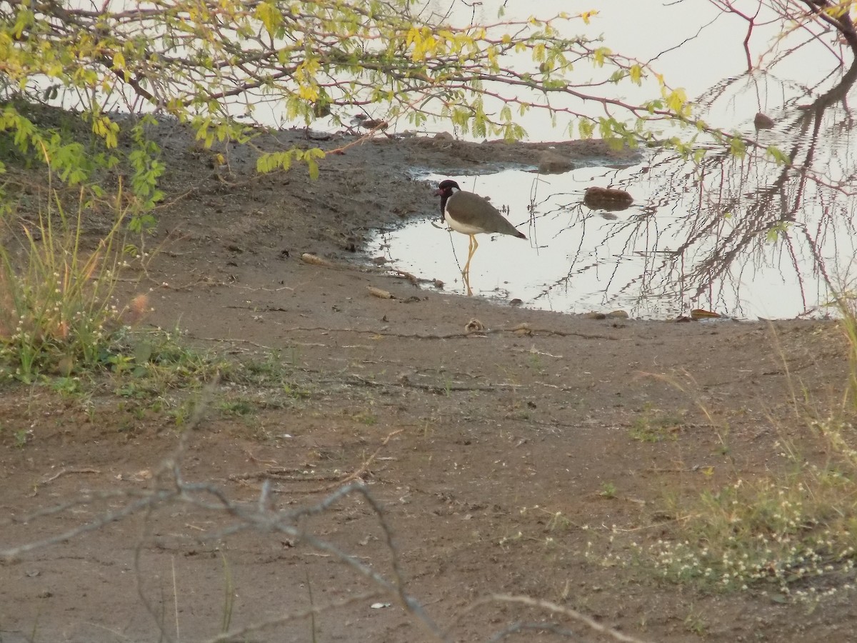 Red-wattled Lapwing - ML646687210