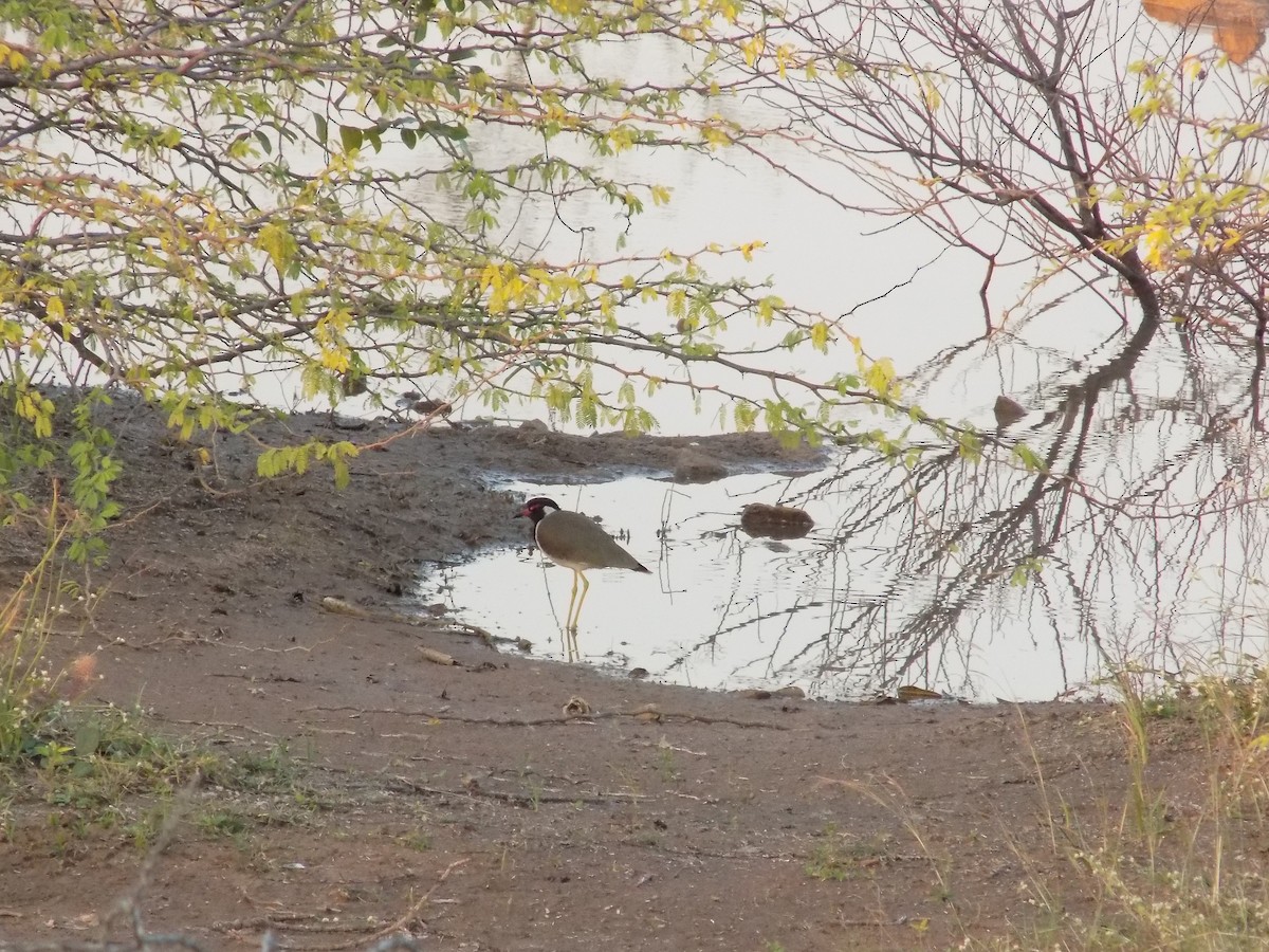 Red-wattled Lapwing - ML646687211