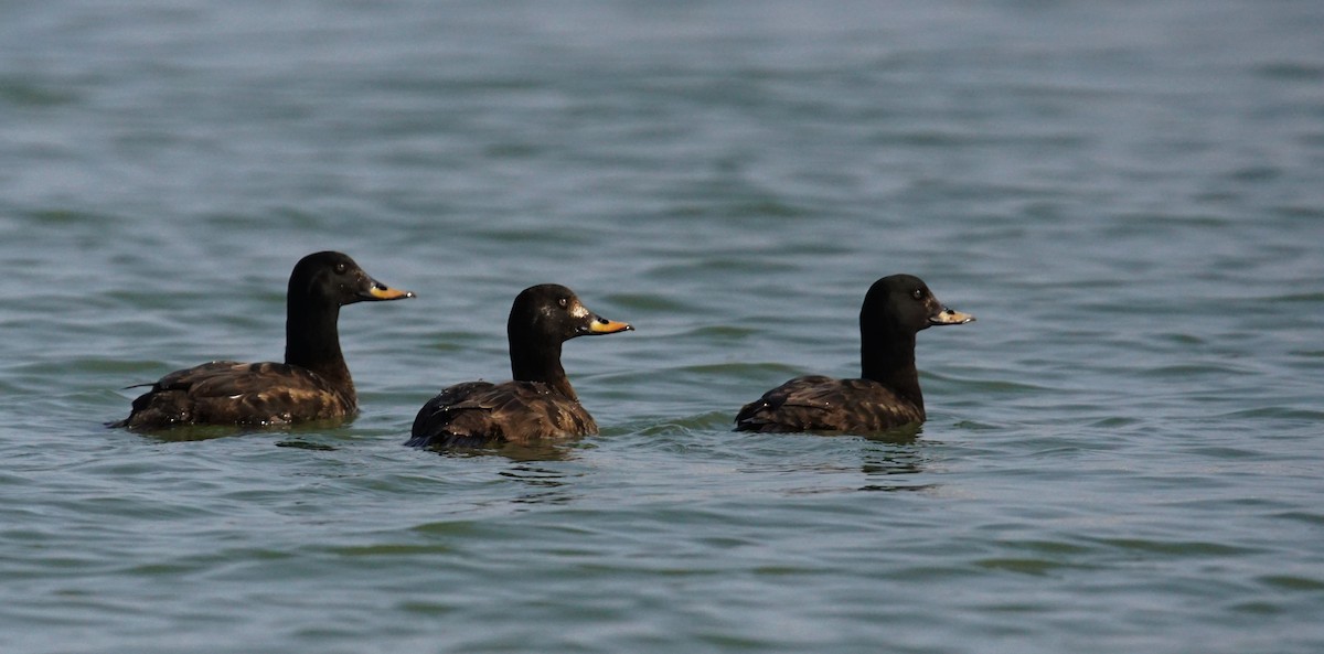 Velvet Scoter - ML646687213
