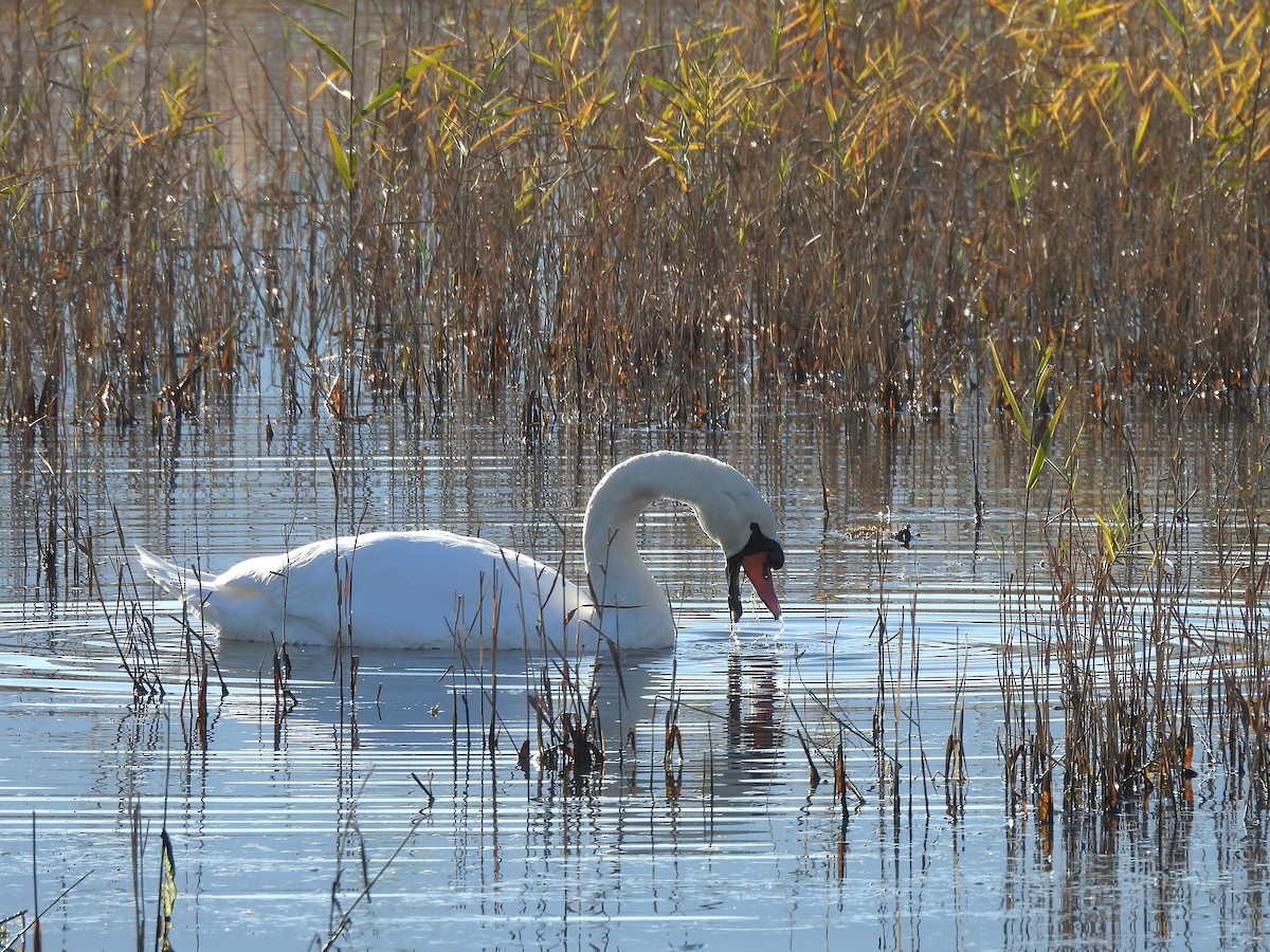 Mute Swan - ML646687214