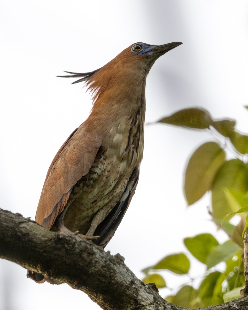 Bihoreau malais - ML646687215