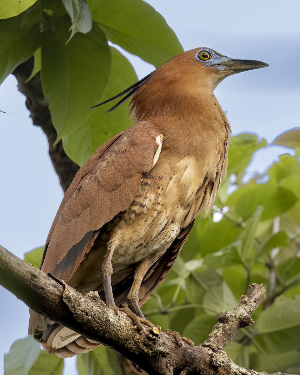 Bihoreau malais - ML646687216