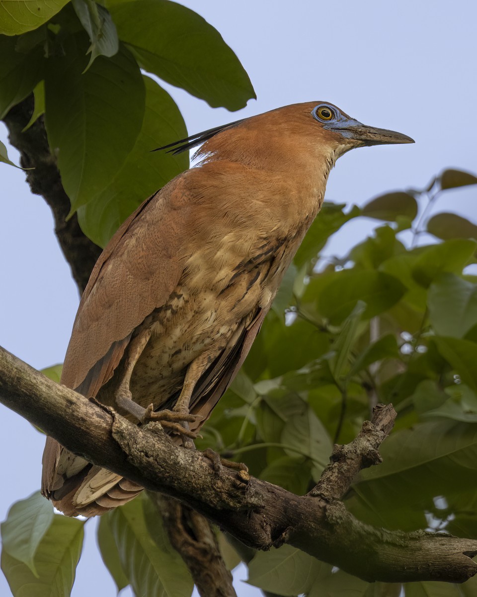 Bihoreau malais - ML646687217