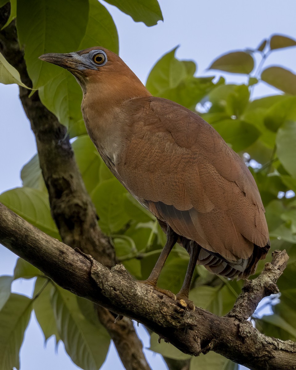 Bihoreau malais - ML646687218