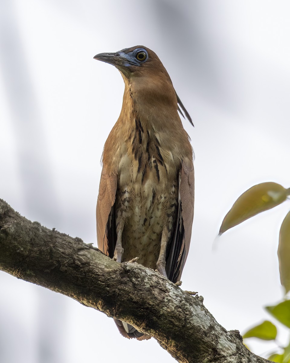 Bihoreau malais - ML646687219