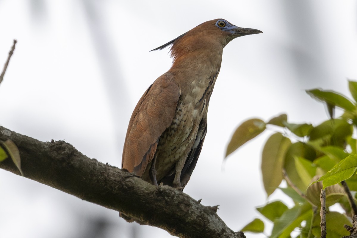 Martinete Malayo - ML646687220