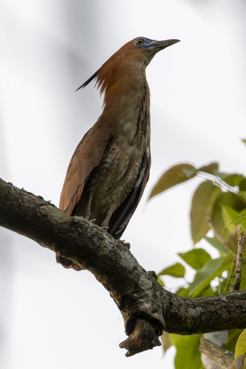 Martinete Malayo - ML646687221