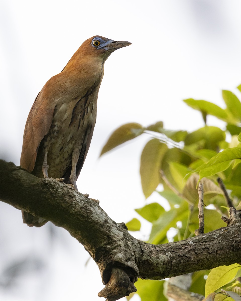 Martinete Malayo - ML646687222