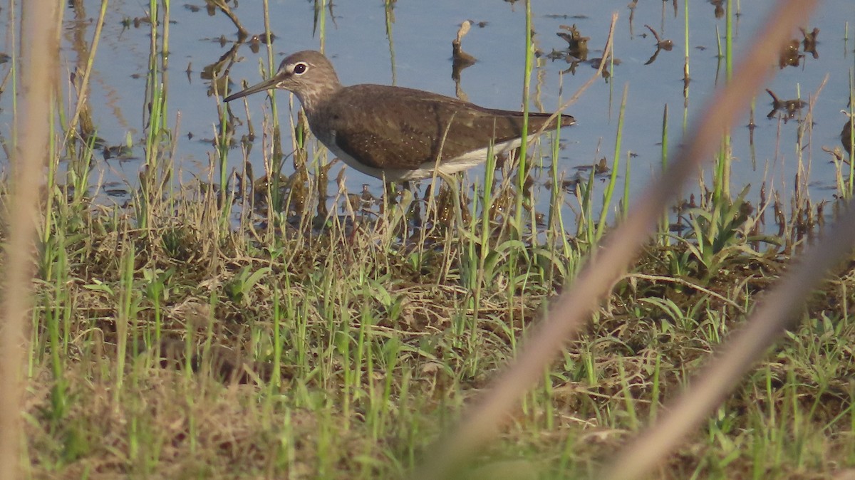 Waldwasserläufer - ML646687223