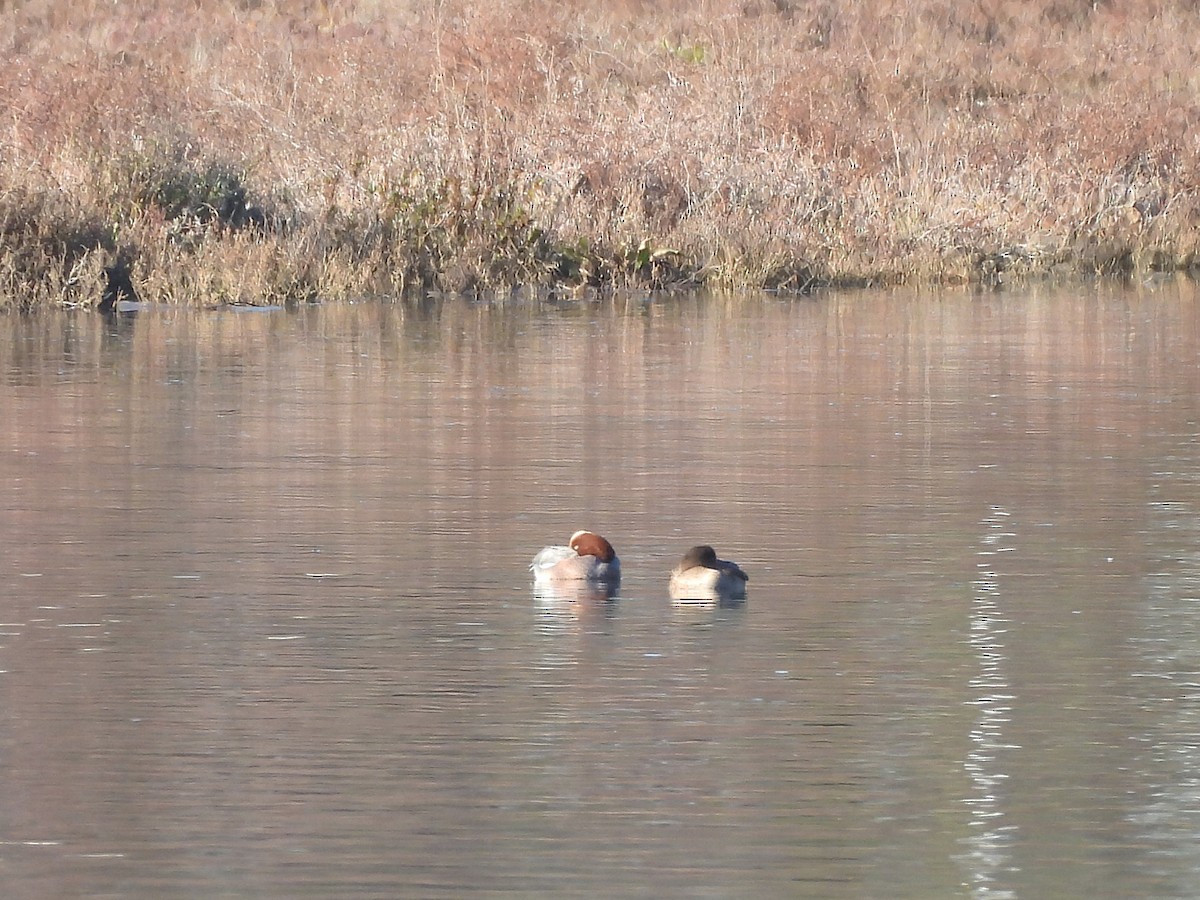 Eurasian Wigeon - ML646687224