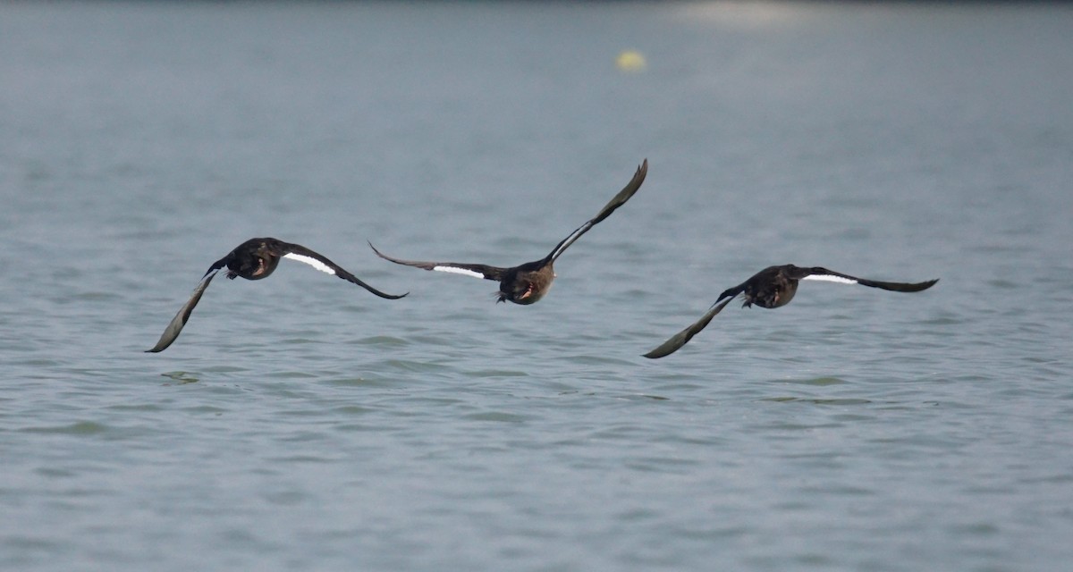 Velvet Scoter - ML646687225
