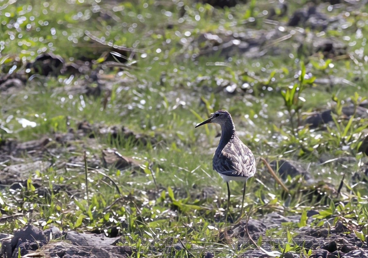 Çizgili Kumkuşu - ML646687226