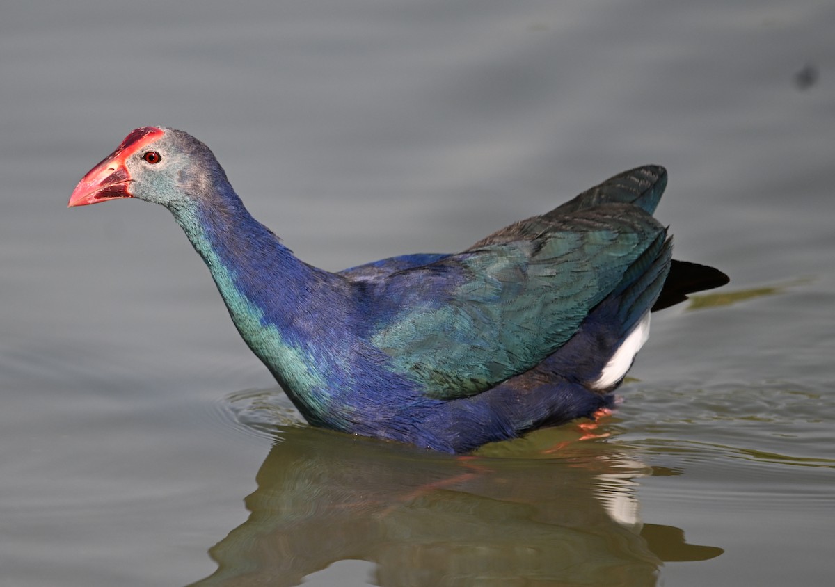 Calamón Cabecigrís - ML646687227