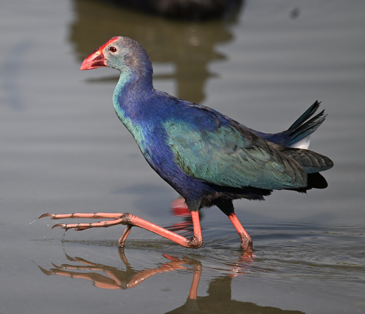 Calamón Cabecigrís - ML646687229