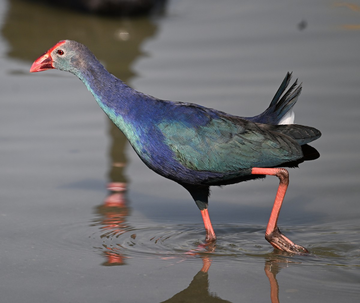 Calamón Cabecigrís - ML646687230